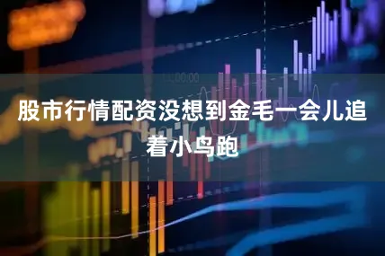 股市行情配资没想到金毛一会儿追着小鸟跑